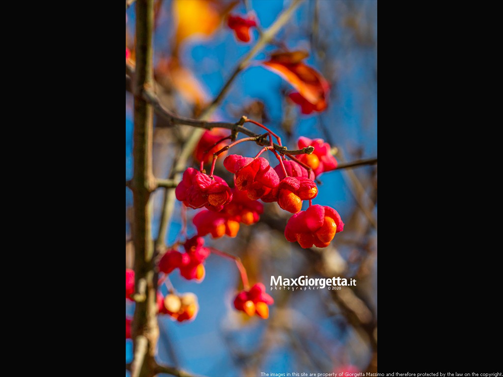 _M655097m