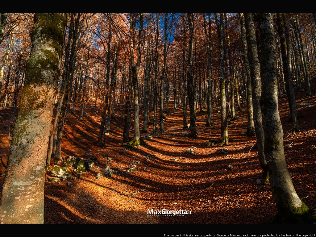 _M655164m