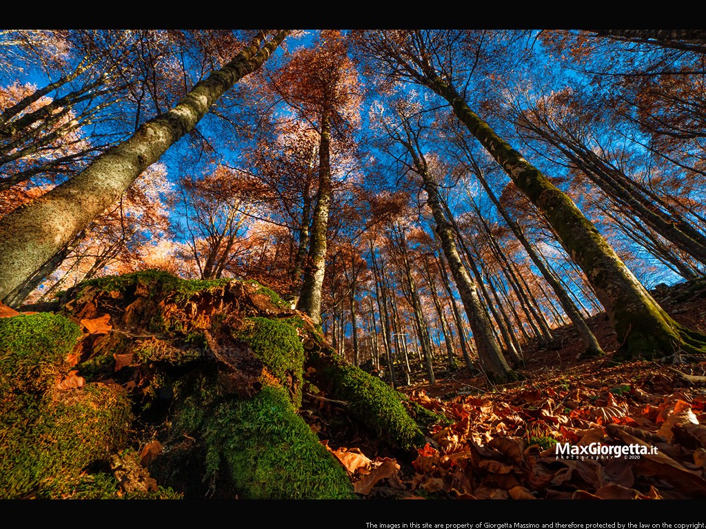 _M655175m