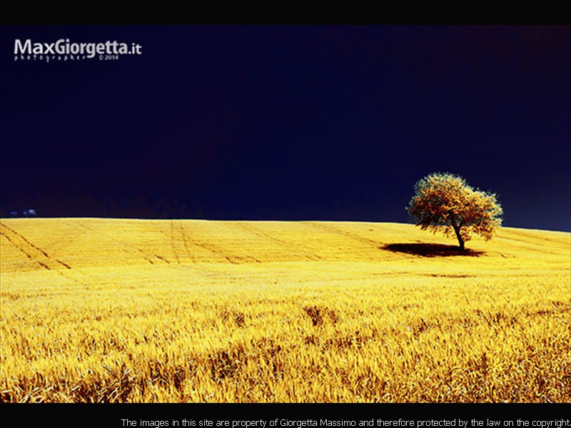 _D300688irr1