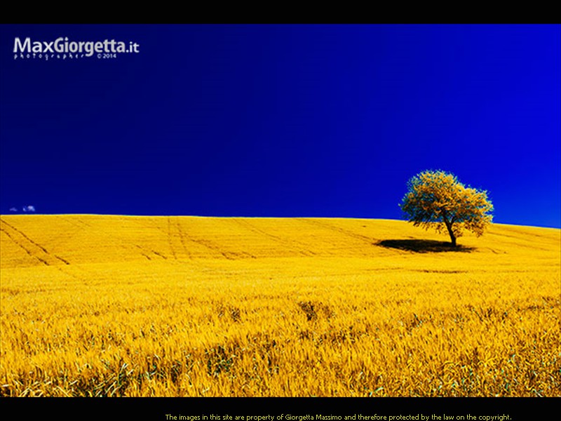 _D300688irr