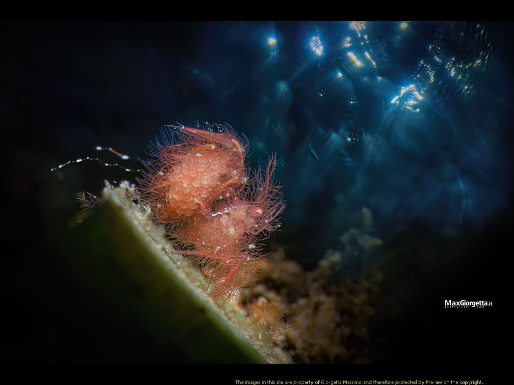 _D8E0785m
