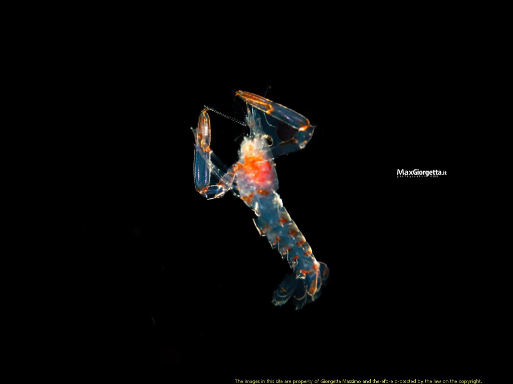 _D8E0385m