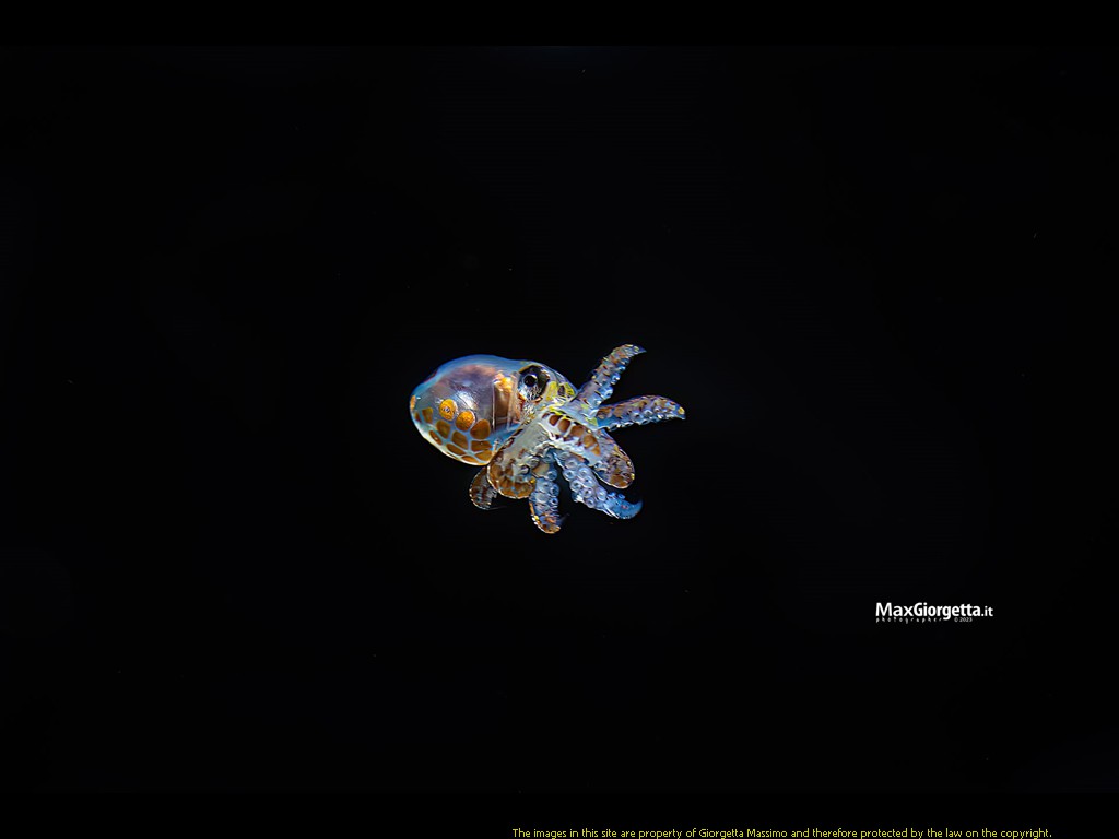 _D8E0828m