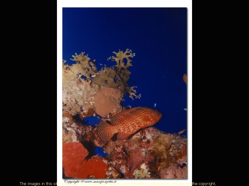 sharm1